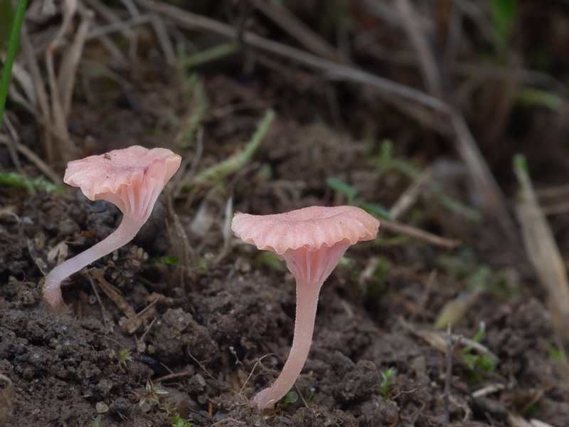 Contumyces rosellus